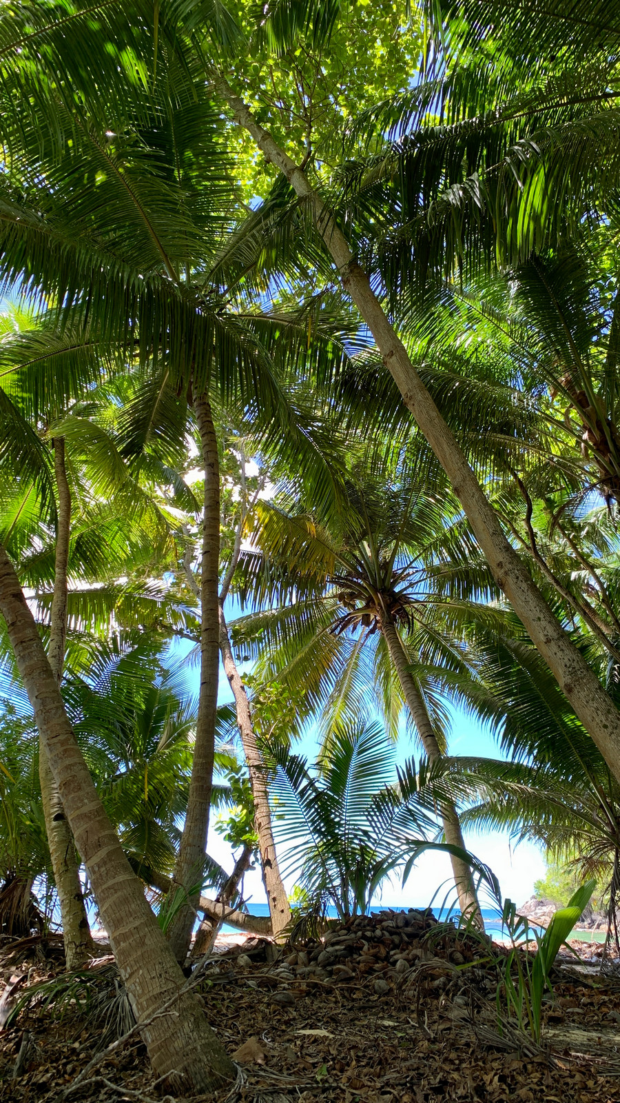 пальмы на Сейшелах